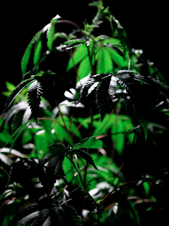 Lush cannabis leaves illuminated against a dark background, showcasing their vibrant green hues.